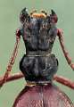 Elenophorus collaris